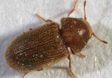 Biscuit Beetle - Dorset Pest Control