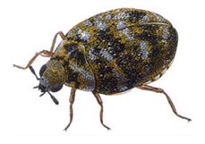 Carpet Beetle - Dorset Pest Control