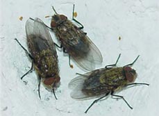 Cluster Fly - Dorset Pest Control