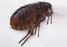 Flea Removal - Dorset Pest Control