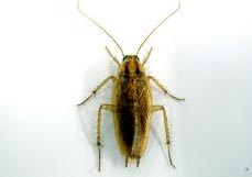 German Cockroach - Dorset Pest Control