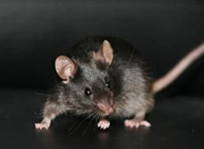 Mice Removal, Control & Proofing -  - Dorset Pest Control