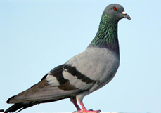 Pigeon Removal & Control - Dorset Pest Control