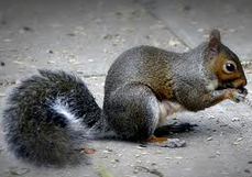 Squirrel Control & Proofing - Dorset Pest Control