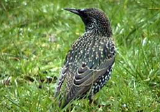 Starling Removal & Control - Dorset Pest Control