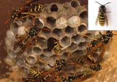 Wasp Nest Removal Dorset